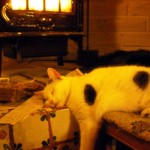 Cold Spring, Warm Cat – Leslie Yoder