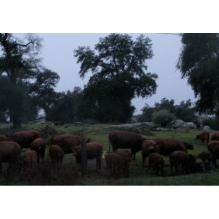 Cows in the Rain – Martha Kennedy